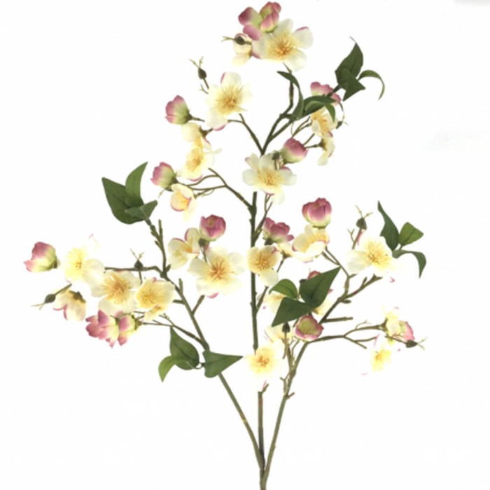 MUTABILIS BLANCA 