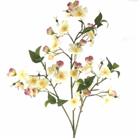 MUTABILIS BLANCA 