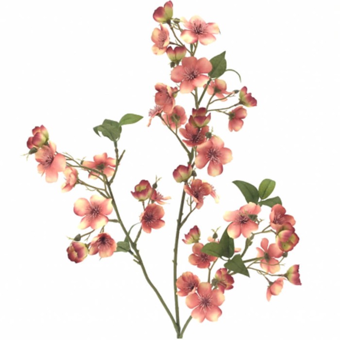 MUTABILIS ROSA 