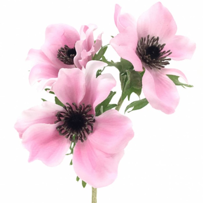 ANEMONA ROSA X3