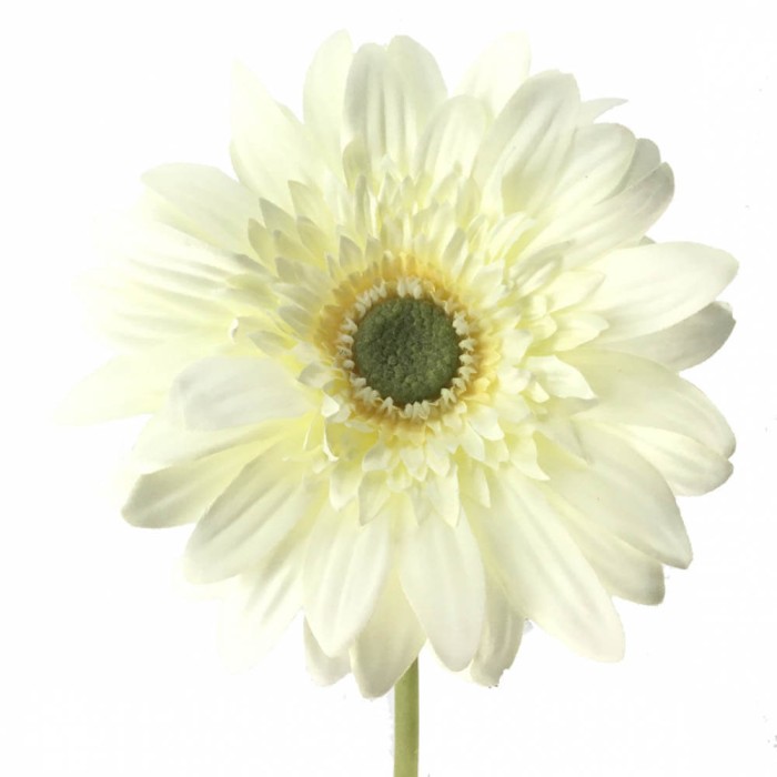 GERBERA BLANCA
