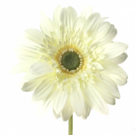 GERBERA BLANCA