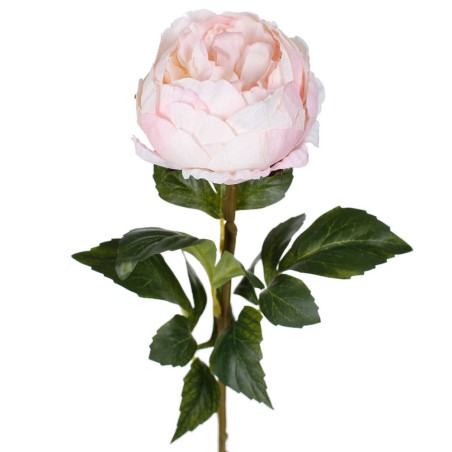 PEONIA ELEGANCE CREMA 