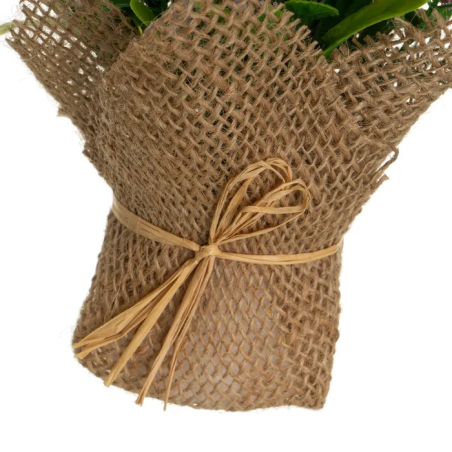 PANTA LAVANDA 12X12X19