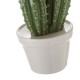 Figura cactus