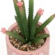 cactus artificial